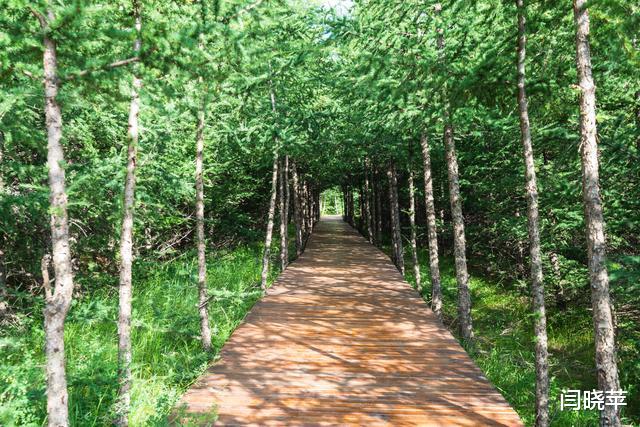 自驾|自驾七彩森林，寻找最美大草原16℃的夏天