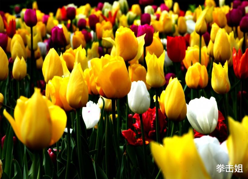 生肖：财运高攀不起，3生肖六月下旬，财神家中坐，再穷也能富