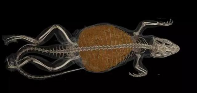 航天@生物学家发现一只蜥蜴，屎量占身体80%，肚子里竟然都是沙子