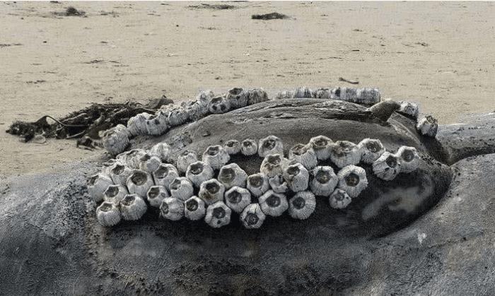 鲸鱼|“来自地狱的食物”，因常年寄居在鲸鱼身上，每年都有人为它丧命