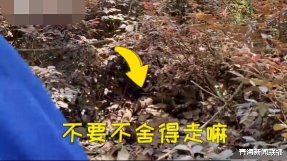 消防员▲男子家中惊现大蛇，打消防电话救助：我家有条大蛇被黏住了快来！