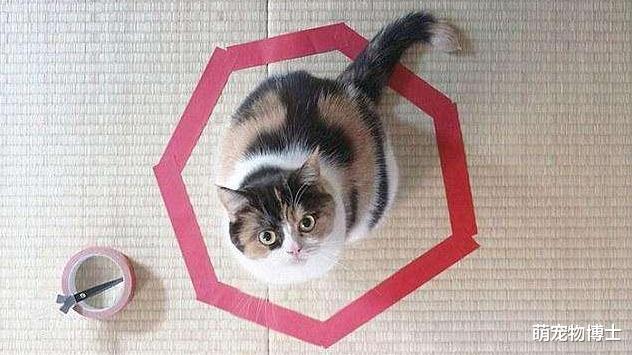 笔记本|为什么喜欢坐在笔记本或键盘上？