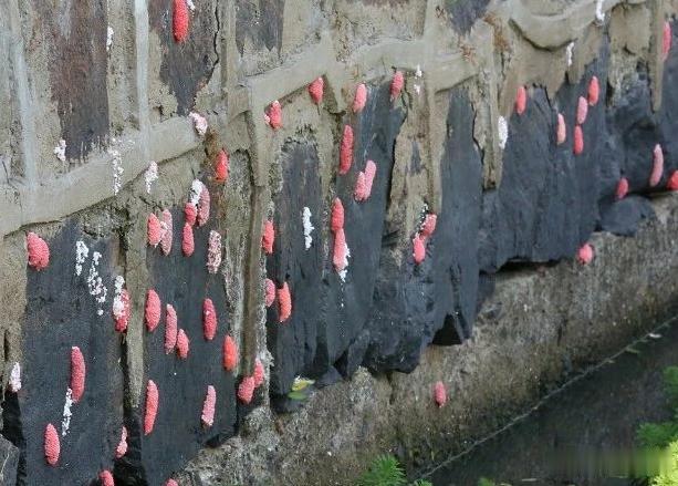 靖边：浙江多地已经出现！父亲给儿子捞鱼虾，后续令人头皮发麻