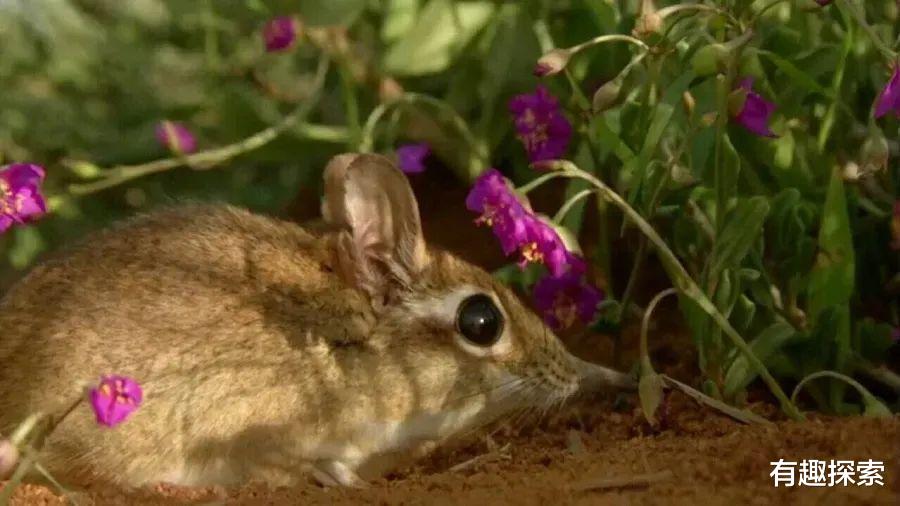 霸王龙|灭绝52年长嘴物种,失踪63年中华国鸟发现了,为何改变栖息地
