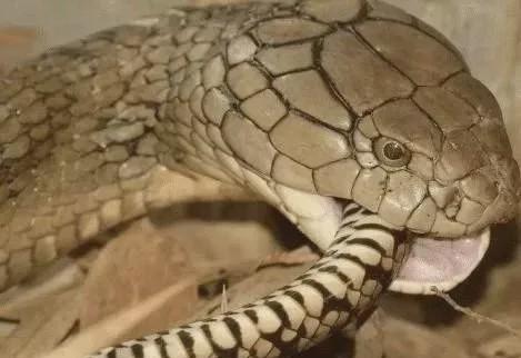 『毒蛇』世界上最毒的毒蛇，号称毒蛇之王，平日把其他蛇当饭吃