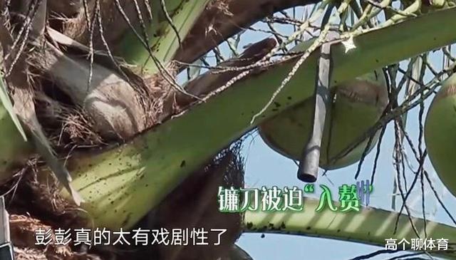 「黄磊」《向往》官方解答镰刀去处,升降机真不能摘椰子,错怪节目组了