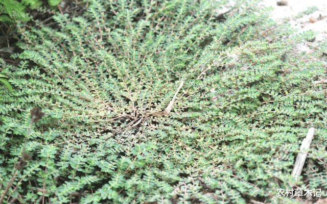 『蜂蜜』生在路旁被踩踏，价值却很高，30元一斤，你们认识吗？