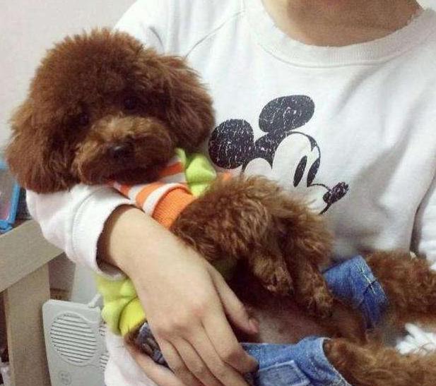 狗狗最讨厌的5种抱法，就算是宠主，也不给抱