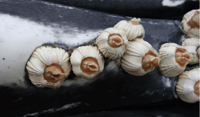 鲸鱼|“来自地狱的食物”，因常年寄居在鲸鱼身上，每年都有人为它丧命