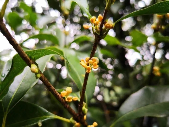 浙样的生活|官宣！杭州今日入秋！浙江这波雨啥时候停？