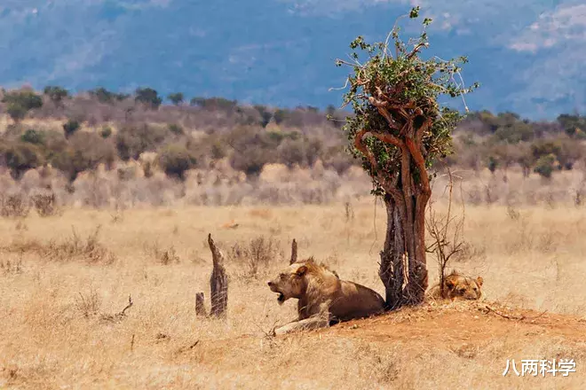 狮子|臭名昭著的两头雄狮，体长近3米、无鬃毛，9个月吃掉135个印度人！