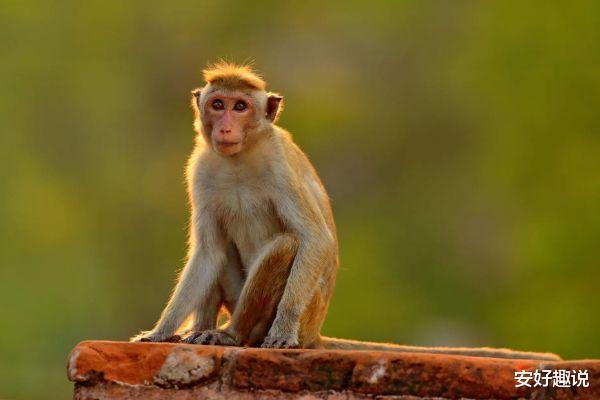 生肖|未来3天，“属猴人”留意这个人，他是你下半年的小人！