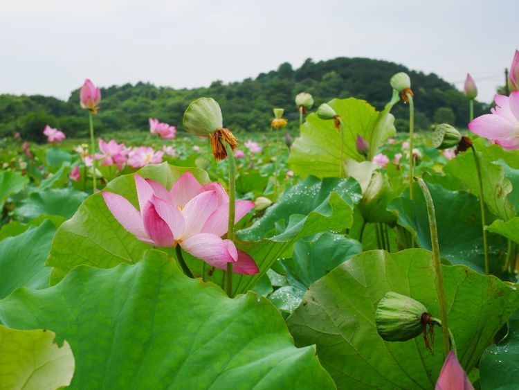 生肖|8月告别烂桃花，锦鲤报喜，喜鹊点名，真爱结深情的4大生肖