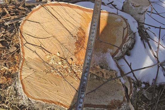 「民警」盗伐树木403株，其中珍贵树种43棵！跛足男子疫情期冒雪进山作案