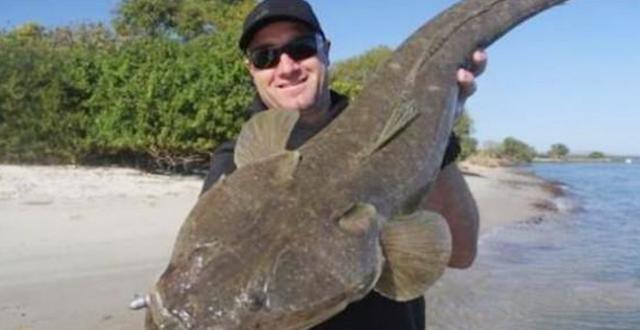 潮汕|这鱼在我国不值钱，只有潮汕人懂它的价值，到了日本却变成高档货