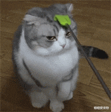 可能这些猫你真的不敢撸，长相彪悍气质凶，一看就惹不起！