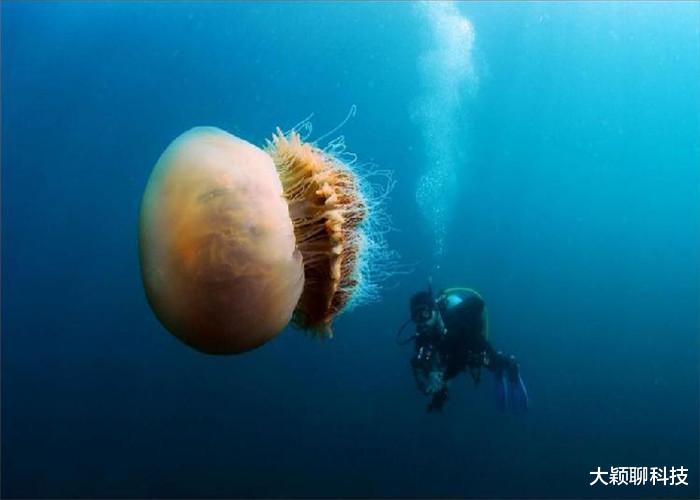 『海洋生物』海洋深不见底，在7000米的海底深处，鱼已经变得不像鱼！