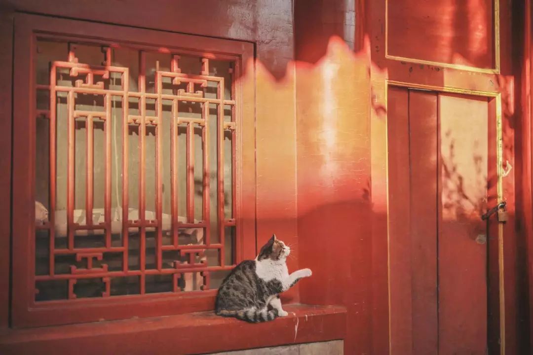 全网爆火的故宫雪景图和猫，是她拍下的。