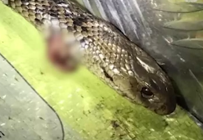 手中的铅笔|男子驾车时遭蛇袭击，用安全带将其杀死，并以每小时123公里的速度超速行驶