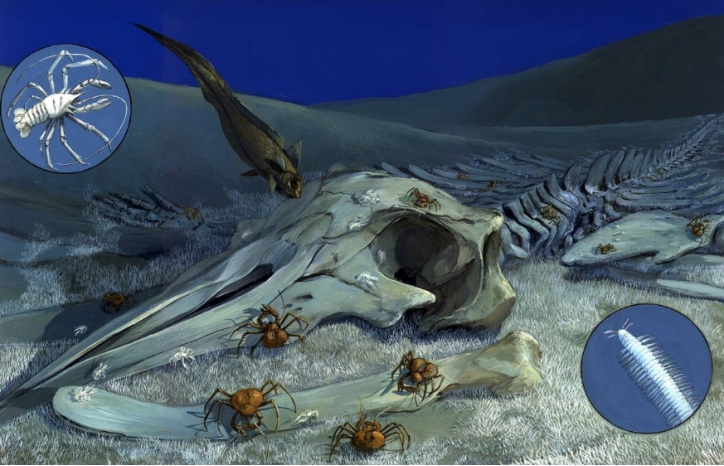 鲸落|地球上的“鲸落”现象出现不足50次，为什么这么罕见？