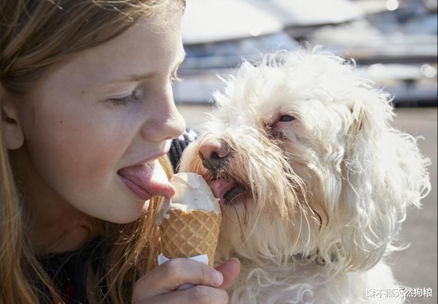 比熊总喜欢舔人，不仅是喜欢你，其实还想告诉你这6件事