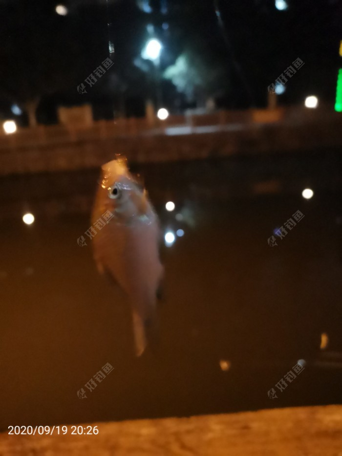 |再试自制跑铅子线 抗流水鱼获也可以