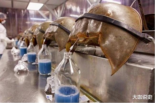 科学家|它是唯一拥有蓝色血液的生物,已存活4亿年,如今却濒临灭绝