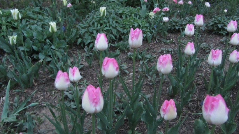 『生肖』7月内,缘分与桃花迎来新恋情,有幸获得美满姻缘的4大生肖!