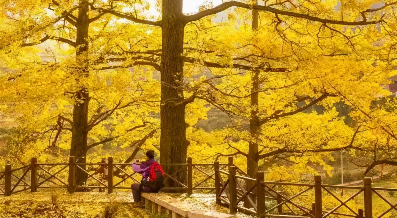 银杏树|全国银杏观赏地图，挑上一个地方去观赏银杏，也不枉过这个秋天