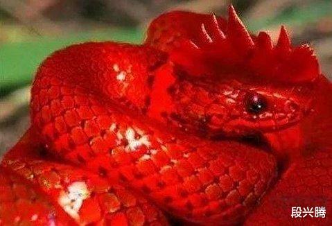 @一种头上长有类似于公鸡肉冠的蛇类，大自然中真有这样的蛇吗？