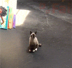 你知道你家猫是什么星座吗？来一起看看吧！