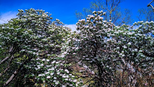 『秦岭』走入秦岭：山里山外两重天，有雪有花别样春