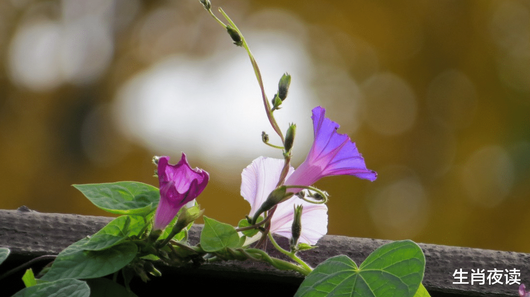 生肖|11月底，清风相送茉莉香，举杯清茶思故人，3生肖越爱越浓，挽回前任