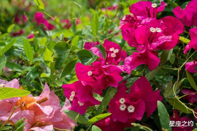 「处女座」在7月中旬，逆风而行，乘风破浪，毫不畏惧的三大星座