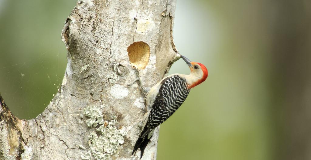 ▲啄木鸟根本不是什么好鸟！你知道它的真面目吗？原来我们都被骗了