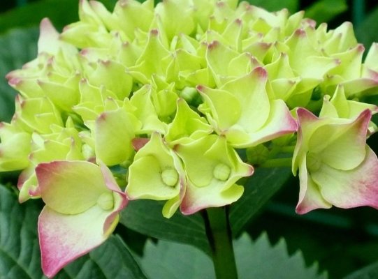 |未来10天，喜鹊来报道，4属相财运节节攀升，喜事不断，富贵花开