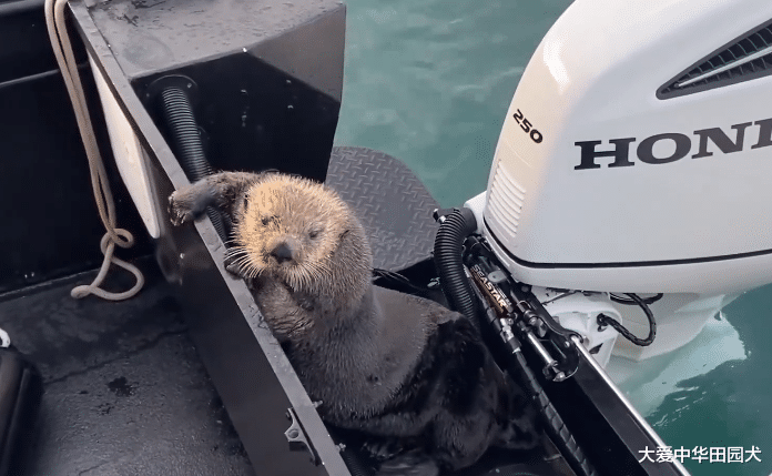 虎鲸|海獭被虎鲸追捕，它三次跳上人类的小船：可以救救我吗？