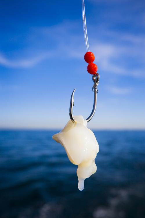 「」钓鱼的时候明明有口却提不上鱼打空竿是什么原因?这样调整就对了