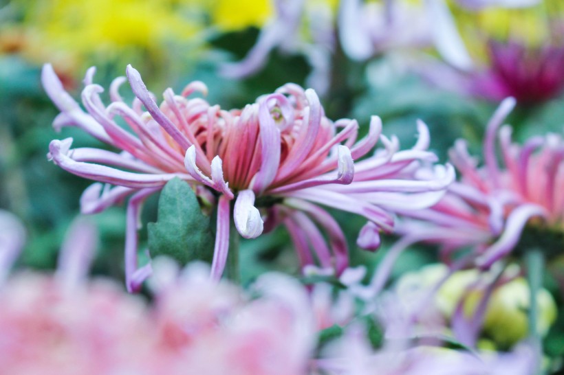 「生肖」六月底,“越看越漂亮”非常好相处,异性缘“爆棚”的4大生肖!