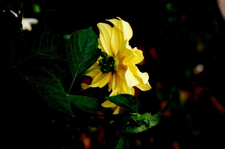 天赐良缘|9月起，青鸟传情，天赐良缘，4大星座将喜遇真爱，一生幸福甜蜜