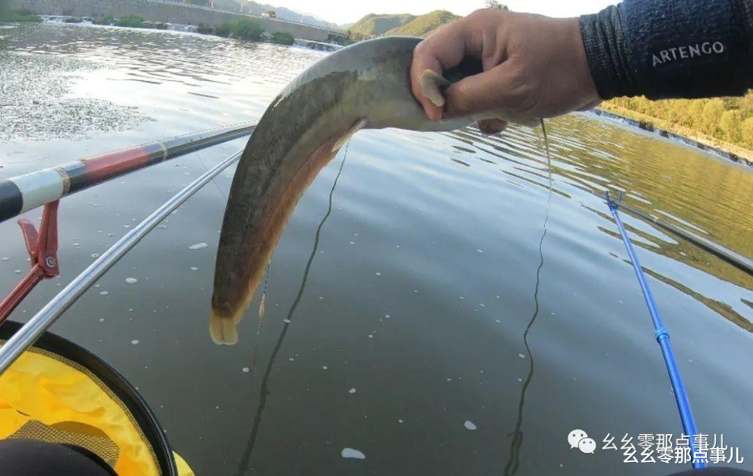 饵料|游钓北京那点事儿：深山浑水寻大鲶，这种饵料才对味儿！