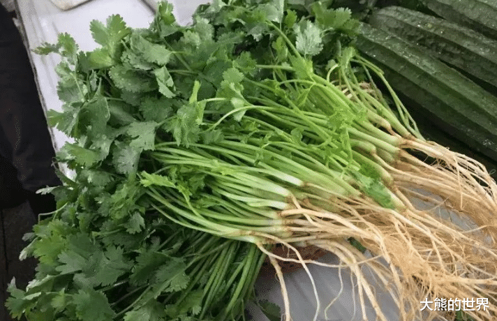 香菜|保存香菜，最忌直接放冰箱！教你饭店方法，半年还新鲜，不黄不坏