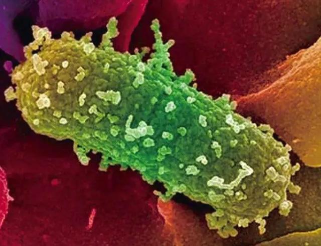 酸汤子|那碗杀了一家9口人的“酸汤子”，到底藏了什么？