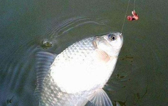 鲫鱼|秋季钓鲫鱼的小技巧——盛世三渔