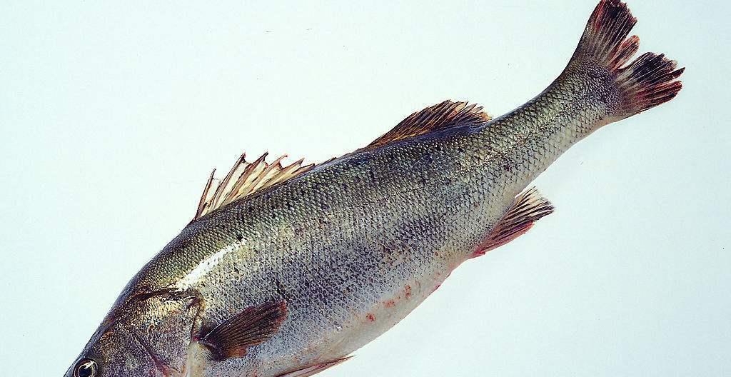 [花生]高血压人群能吃花生吗？三种食物推荐给你，血压或更稳定