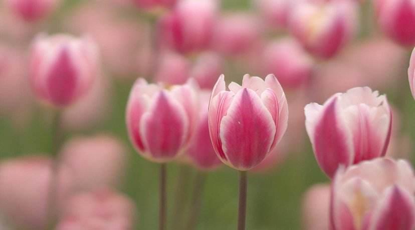 天蝎座|十月上旬，收获满满，痴心思念，终得眷属，甜甜蜜蜜，白头偕老