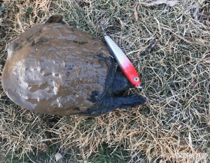 ：水深藏凶物！这些水底游荡的活物，一只比一只令人肝颤，谁钓起谁倒霉