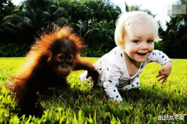 猩猩|猩猩和人类婴儿同吃同住,认定自己也是人类,它后来成了这样