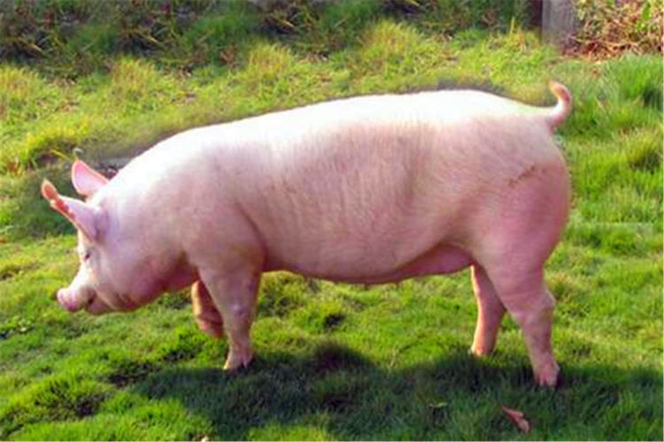 老话说：猪来穷，狗来富，猫来开当铺，老祖宗究竟说的啥意思