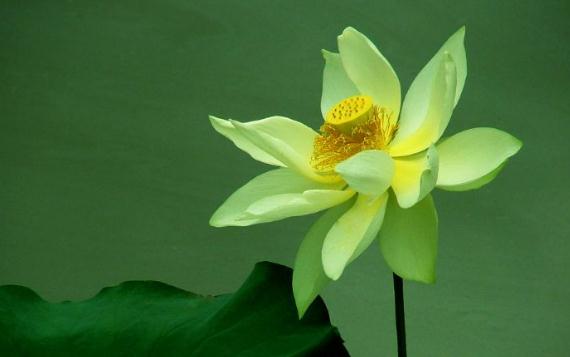 生肖|“命里藏金”的三大生肖女，不是少奶奶就是老板娘，晚年不缺钱花